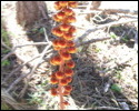 Pic 117_a.jpg