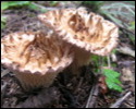 Pic 145_b.jpg