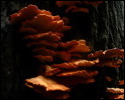 Pic 150_b.jpg