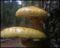 Pic 155_a.jpg