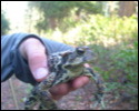 Pic 159_c.jpg