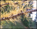 Pic 160_c.jpg